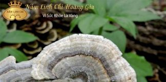 Nấm vân chi