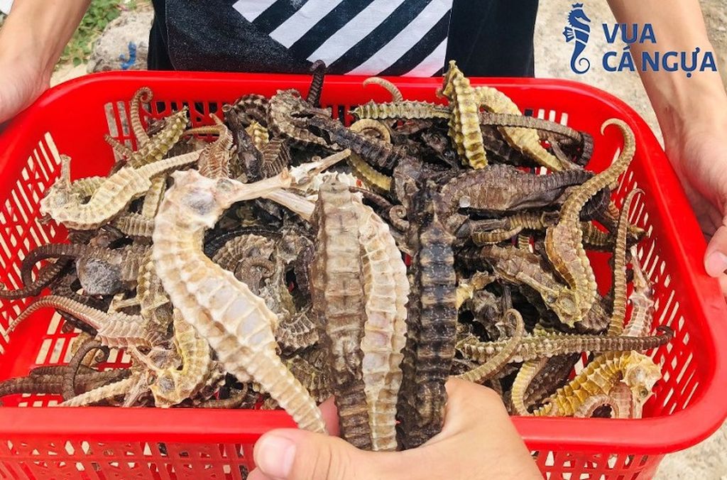ca-ngua-vi-thuoc-quy-4